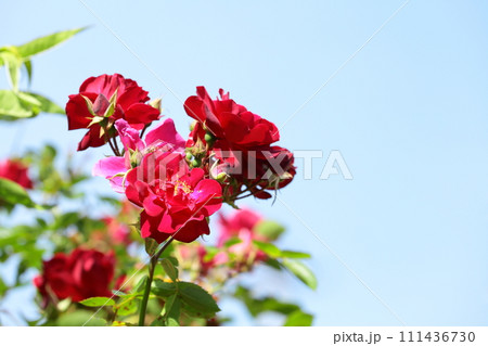 真っ赤な薔薇 111436730