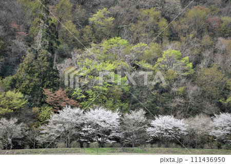 里山の景色、桜のある風景 111436950