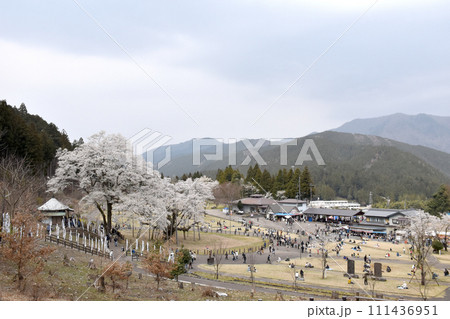 淡墨公園の春景色 淡墨公園の春景色 111436951