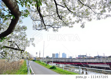 千葉市花見川区　桜並木から見る幕張 111437205