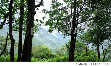 Topical forest mountain landscape in summer Topical forest mountain landscape in summer 111437263