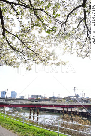 千葉市花見川区 桜並木から見る幕張 千葉市花見川区 桜並木から見る幕張 111437266