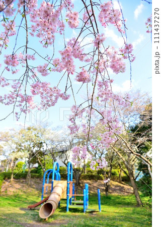 千葉市花見川区　青空と美しい桜 111437270