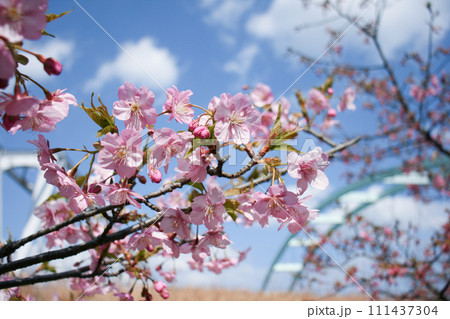 島原の寒桜 111437304