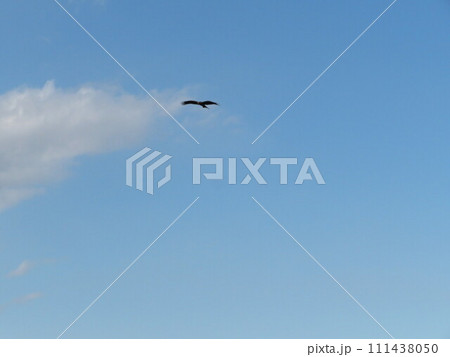 鳥 空 鳥 空 111438050