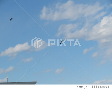 鳥 空 111438054
