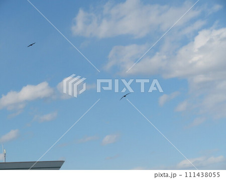 鳥 空 111438055
