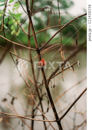 Dead twigs of plants left one fruit on the plant Dead twigs of plants left one fruit on the plant 111438156