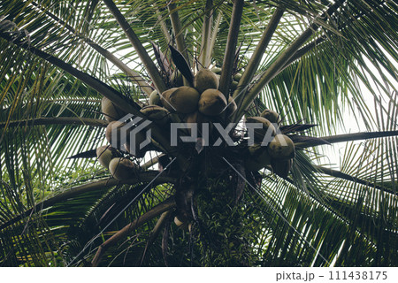 Coconut fruit in large quantities dark photo concept. Coconut fruit in large quantities dark photo concept. 111438175