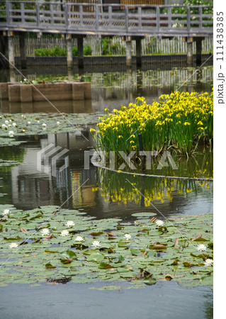 長岡天満宮の黄菖蒲 長岡天満宮の黄菖蒲 111438385