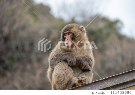 屋根の上の若いニホンザル　嵐山モンキーパークいわたやま 111438696