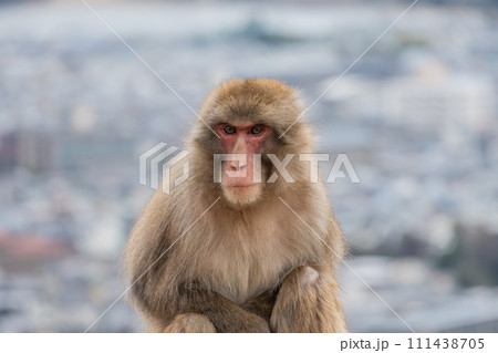 京都市街をバックに柵の上に座るニホンザル　嵐山モンキーパークいわたやま 111438705