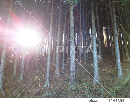 田舎の山林 田舎の山林 111438934