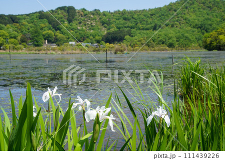 深泥池の菖蒲 深泥池の菖蒲 111439226
