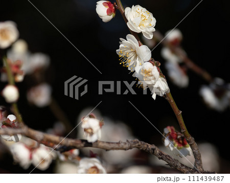暗い背景に浮かぶ白い梅の花 111439487