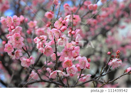 梅の花 梅の花 111439542