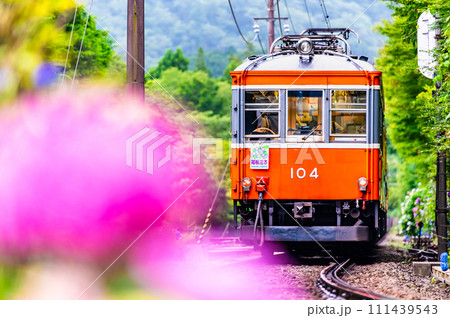 箱根登山鉄道 あじさい電車 (彫刻の森付近) 箱根登山鉄道 あじさい電車 (彫刻の森付近) 111439543