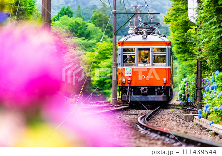 箱根登山鉄道 あじさい電車 (彫刻の森付近) 箱根登山鉄道 あじさい電車 (彫刻の森付近) 111439544