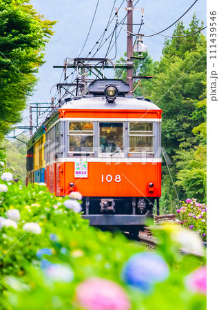 箱根登山鉄道 あじさい電車 (彫刻の森付近) 箱根登山鉄道 あじさい電車 (彫刻の森付近) 111439546