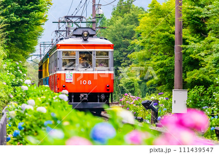 箱根登山鉄道 あじさい電車 (彫刻の森付近) 箱根登山鉄道 あじさい電車 (彫刻の森付近) 111439547