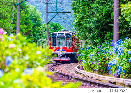 箱根登山鉄道 あじさい電車 (彫刻の森付近) 箱根登山鉄道 あじさい電車 (彫刻の森付近) 111439584