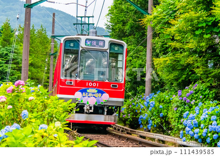 箱根登山鉄道 あじさい電車 (彫刻の森付近) 箱根登山鉄道 あじさい電車 (彫刻の森付近) 111439585