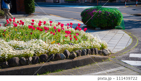 東京都の世田谷区の街と可愛いチューリップ 東京都の世田谷区の街と可愛いチューリップ 111439722