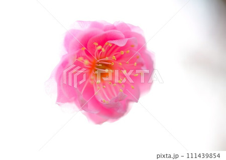 春先の梅の花 春先の梅の花 111439854