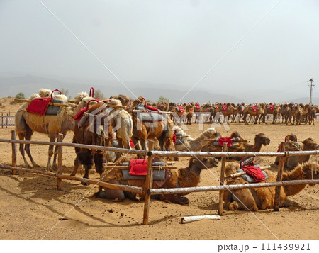 ラクダ科 偶蹄目 ウシ目 111439921
