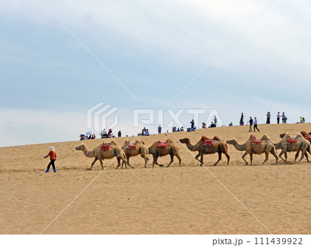 ラクダ科 偶蹄目 ウシ目 111439922