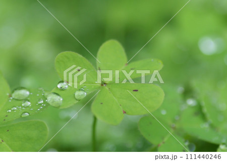 オキザリスの葉と水滴 111440246