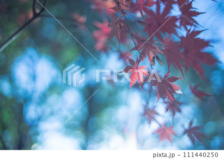 紅葉と空 111440250