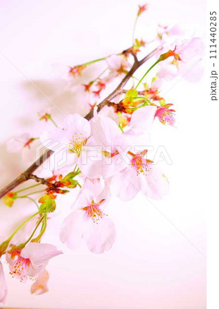 満開の桜　桜　さくら　桜　桜の花　ソメイヨシノ 111440285