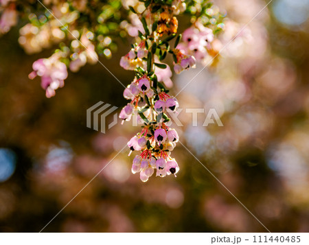 早春の晴れた日に咲くジャノメエリカの花 111440485