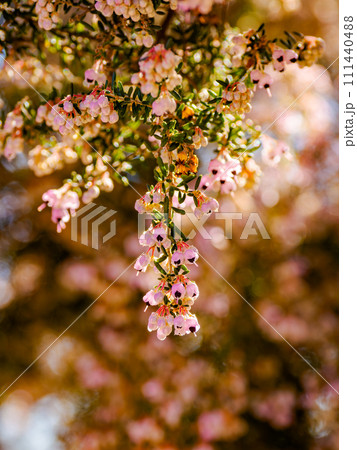 早春の晴れた日に咲くジャノメエリカの花 早春の晴れた日に咲くジャノメエリカの花 111440488