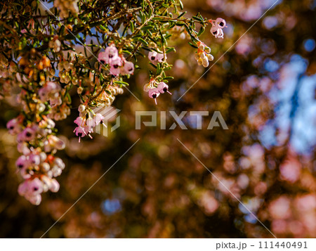 早春の晴れた日に咲くジャノメエリカの花 111440491
