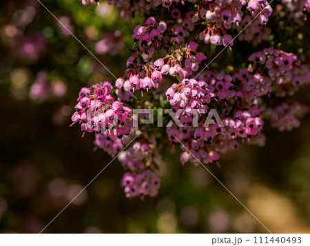 早春の晴れた日に咲くジャノメエリカの花 111440493