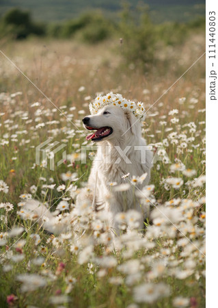 Daisies white dog Maremma Sheepdog in a wreath of daisies sits on a green lawn with wild flowers daisies, walks a pet. Cute photo with a dog in a wreath of daisies. Daisies white dog Maremma Sheepdog in a wreath of daisies sits on a green lawn with wild flowers daisies, walks a pet. Cute photo with a dog in a wreath of daisies. 111440803
