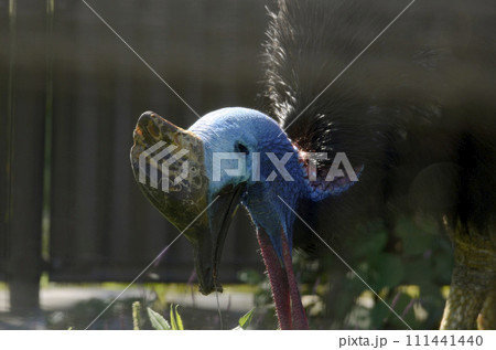 ヒクイドリ ヒクイドリ 111441440