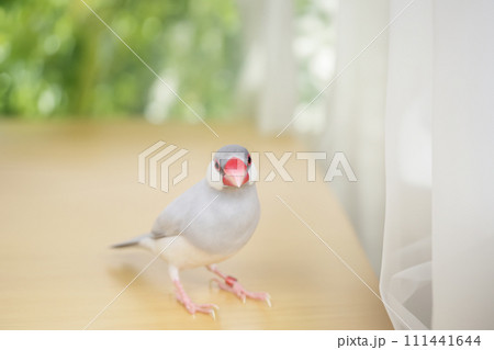 シルバー文鳥のメス 111441644