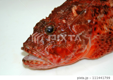 オニカサゴの顔 111441799