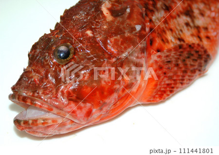 オニカサゴの顔 111441801
