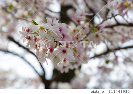 春の日差しを浴びる桜 111441930