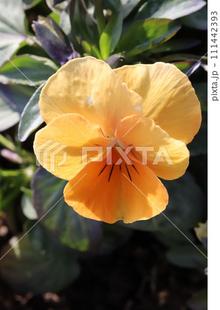 冬の庭に咲くオレンジ色のパンジーの花 冬の庭に咲くオレンジ色のパンジーの花 111442393
