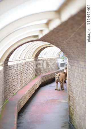 カンガルー【逃げ場のない対面】 111442404