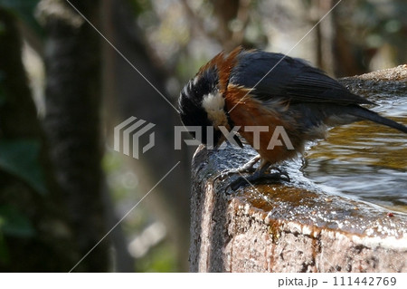 ごめんなさい! ごめんなさい! 111442769