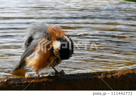 ごめんなさい! 111442772