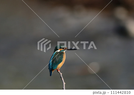 カワセミがとまる水面の風景 111442810