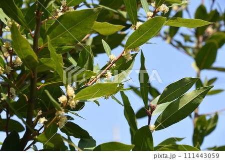 月桂樹 月桂樹 111443059