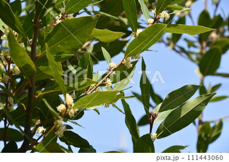 月桂樹 月桂樹 111443060